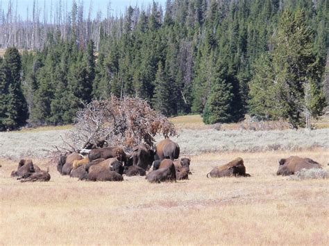 caravan yellowstone|Caravan Tour of Yellowstone and environs is not to be missed.